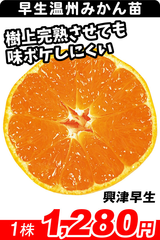興津早生
