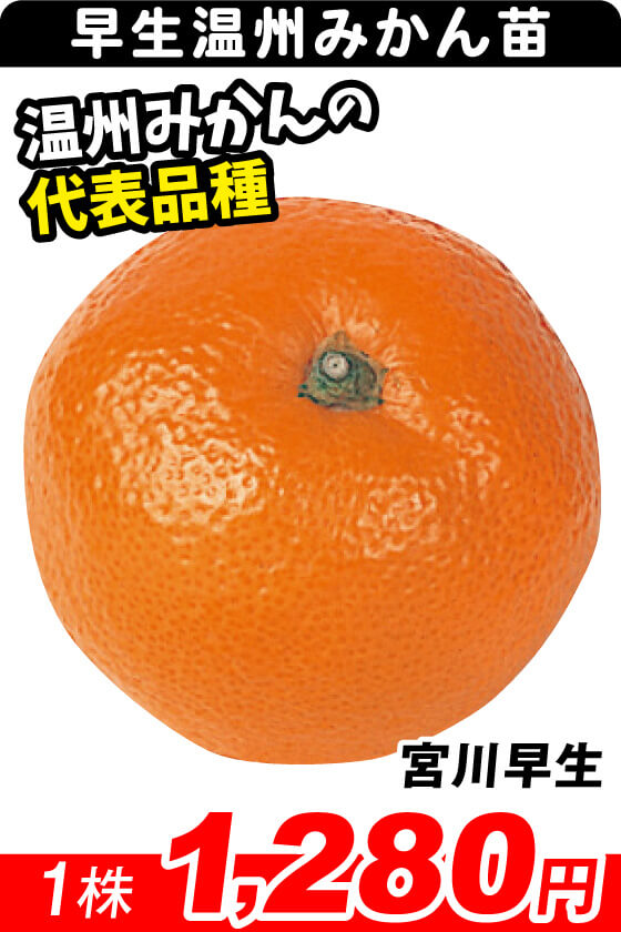 宮川早生
