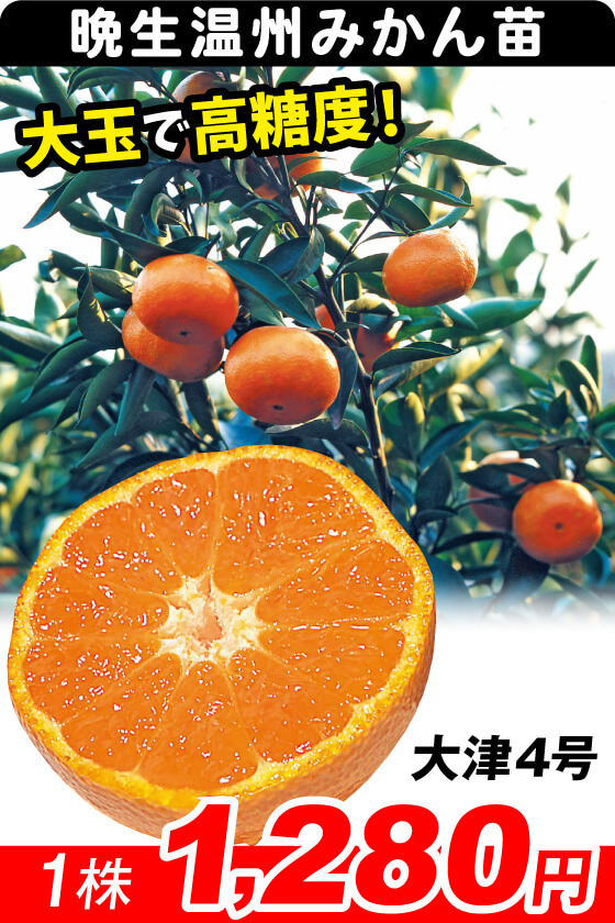 大津4号