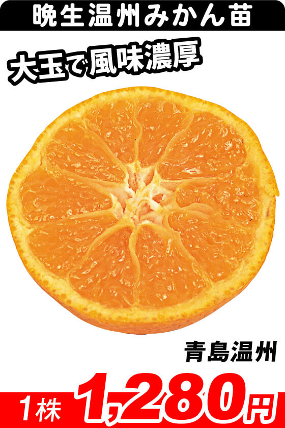 青島温州