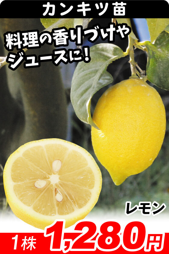 レモン