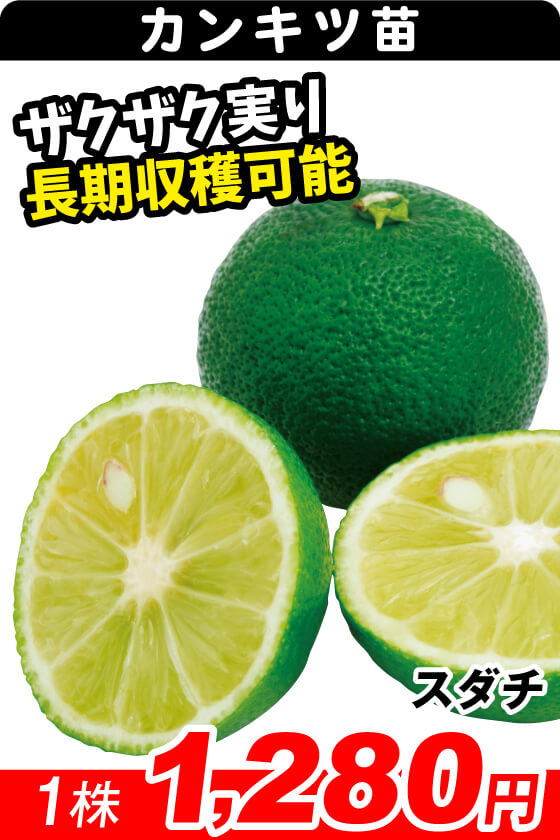 スダチ