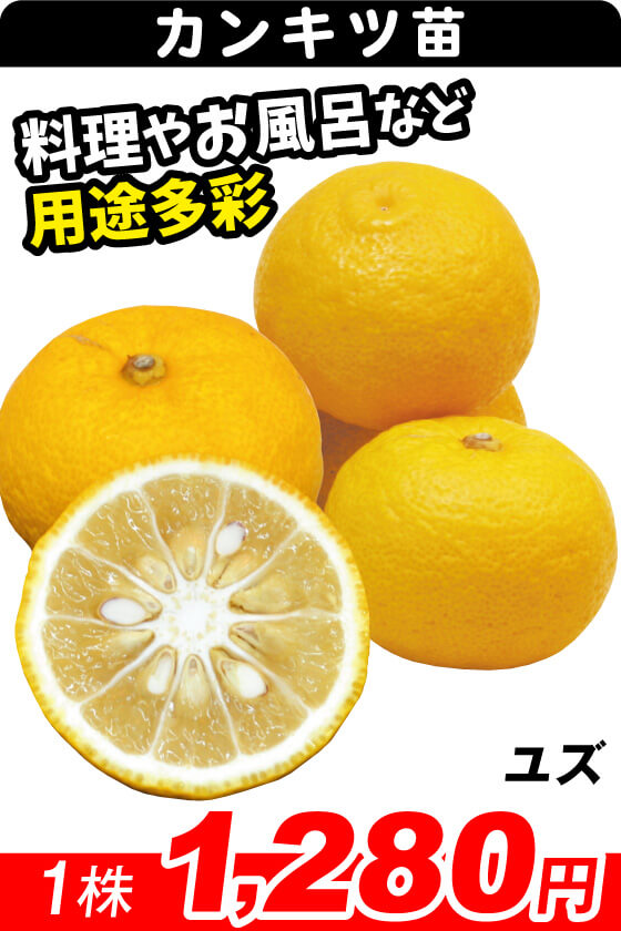 ユズ