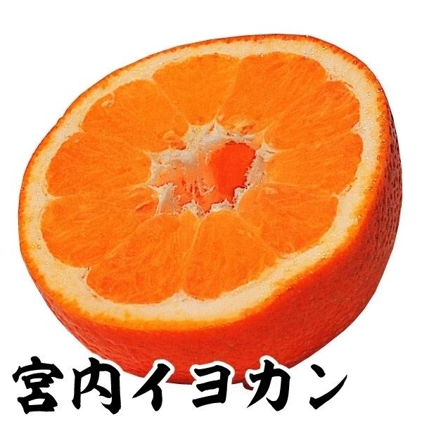 果樹苗 カンキツ 宮内イヨカン 1株｜kokkaen