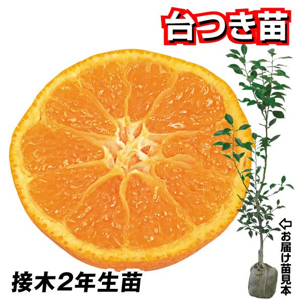 みかん 苗木 盆栽 植木の人気商品・通販・価格比較 - 価格.com