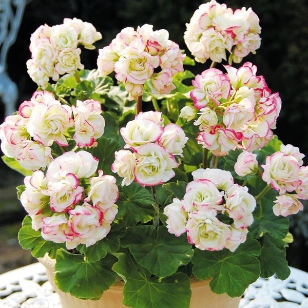 ゼラニウム　SALE LLサイズ中心　まとめ売り 花苗 ゼラニウム エンゼルブーケ 2株 : 花と緑 国華園 - 通販 - Yahoo
