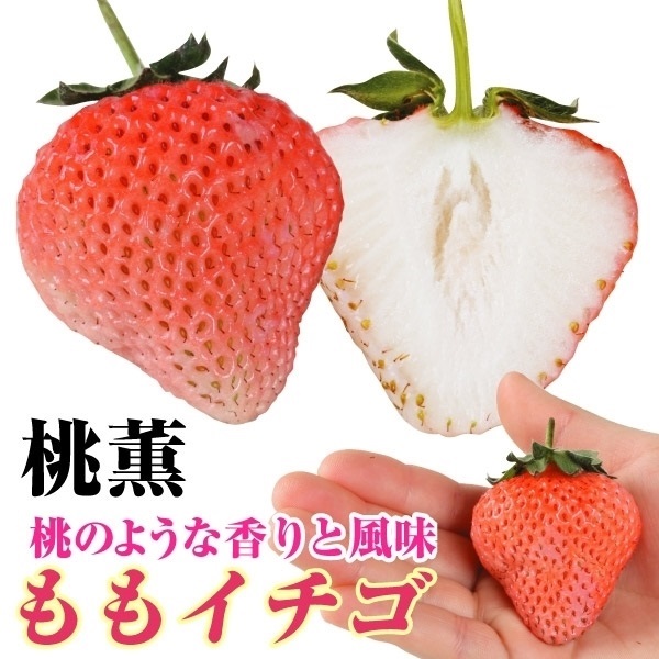 いちご苗 桃薫PVP 3株 イチゴ 苺 いちごの苗 イチゴの苗 苺の苗 イチゴ 