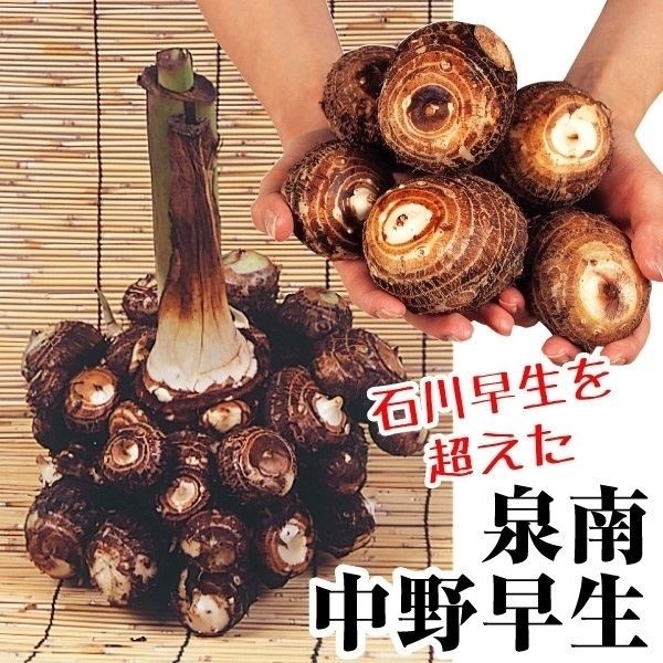 早生ゆたか里芋 種芋 5kg 71Ww5DLpPbL._AC_UF350,