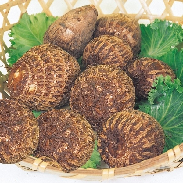 里いも種芋 子宝 500g / 里芋 里いも 里イモ さといも 種芋