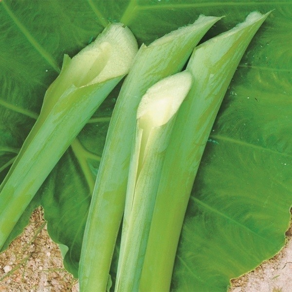 (うみぼうず)ハスイモ　種芋　10Kg 種芋 ハスイモ (ポット苗) 2株 / はすいも 茎 ズイキ ずいき : 花と緑