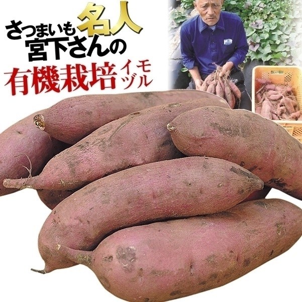 国華園 イモヅル 芋づる 宮下さんのべにはるかPVPイモヅル100本