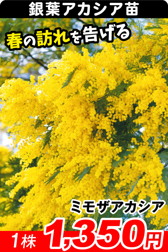 ミモザアカシア