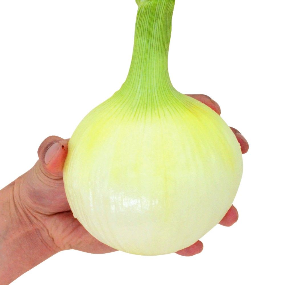 種 野菜たね タマネギ 冬どり玉葱 黄 1袋（5ml） 玉葱 玉ねぎ 冬どり