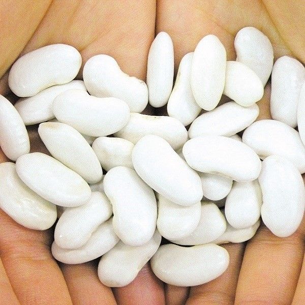ふくまめ 種 野菜たね 豆 大福豆（おおふくまめ） 1袋（20ml） やさいの種 国