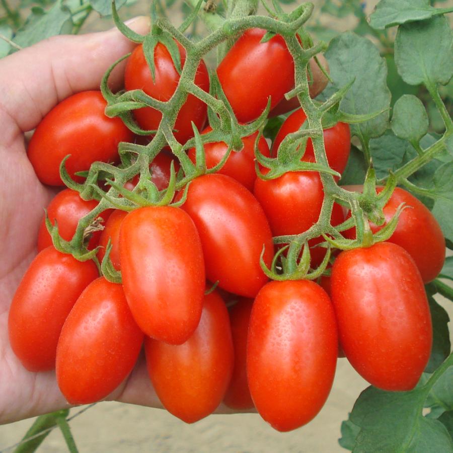 トマト ミニトマト 種 野菜たね F1豊産あま娘 1袋（8粒） やさいたね 国華園 こっかえん｜kokkaen
