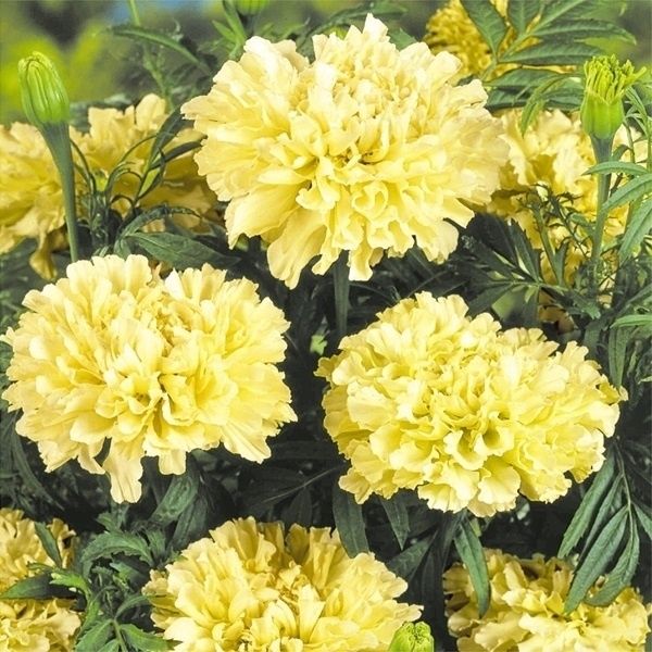 種 花たね マリーゴールド F1チェディ オレンジ 1袋(25粒) : 花と緑 国