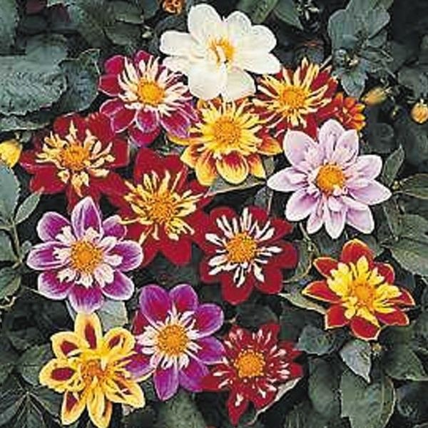 【種子】ダリア コラレット咲き ＋ おまけ種子付き 種 花たね ダリア コラレット咲混合 1袋(250mg)の説明 - 通販 - Yahoo