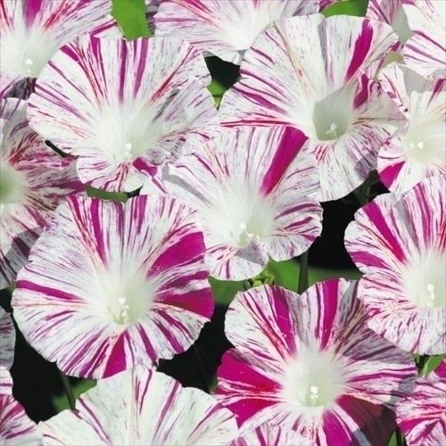 種 花たね つる植物 西洋朝顔 ヴェニスピンク 1袋(600mg) : 花と緑 国