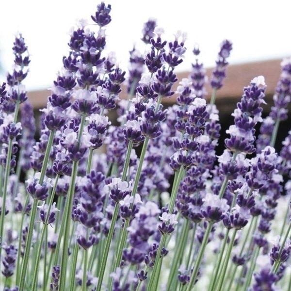 種 花たね モナルダ ブライトラベンダー 1袋(40粒) : 花と緑 国華園