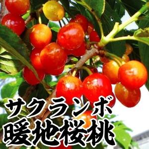 サクランボ苗 暖地桜桃 1株 果樹苗