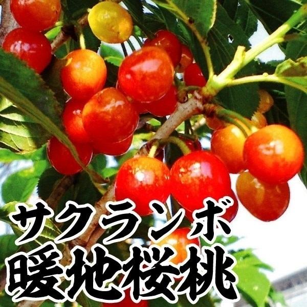 サクランボ苗 暖地桜桃 1株 果樹苗｜kokkaen