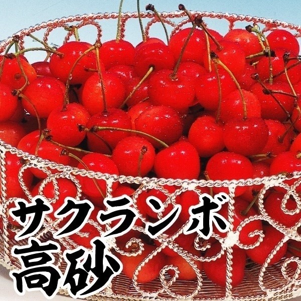 植木 果樹苗 サクランボ」の人気商品一覧 | 安い商品を通販サイトから