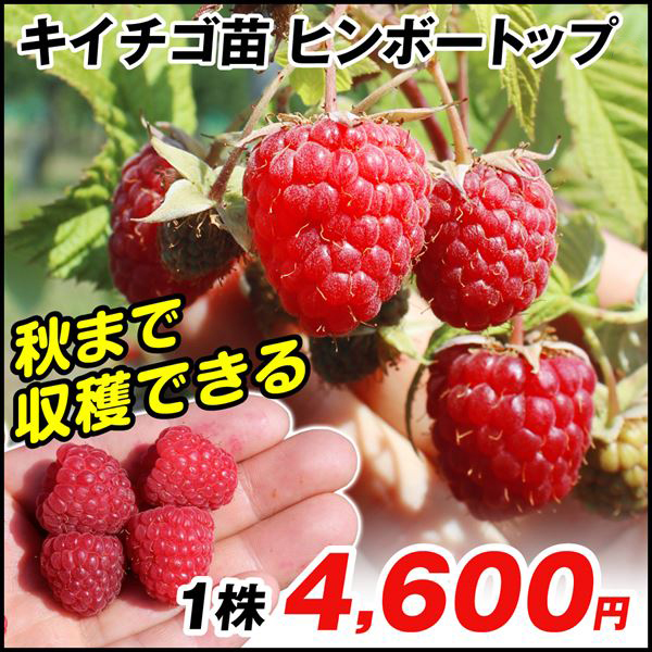 花と緑 国華園 - キイチゴ＆ベリー苗｜Yahoo!ショッピング