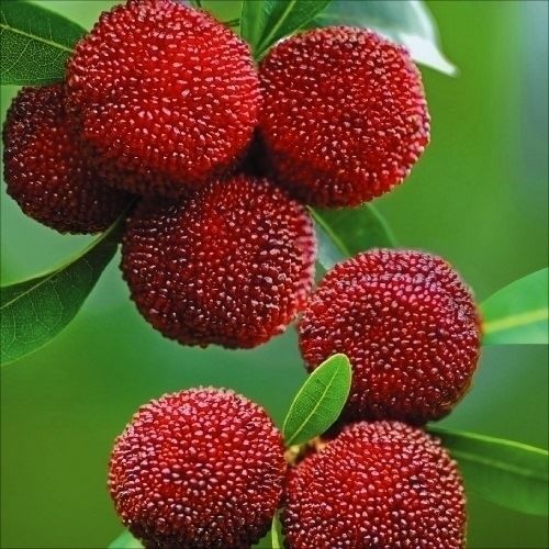 苗 東魁」の人気商品一覧 | 安い商品を通販サイトから探す - 価格.com