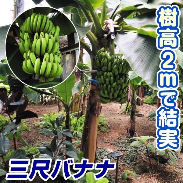 バナナ苗 三尺バナナ 1株 果樹苗トロピカルフルーツ