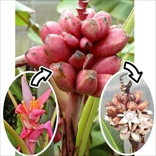 植木 盆栽 バナナ 苗」の人気商品一覧・価格比較 - 価格.com