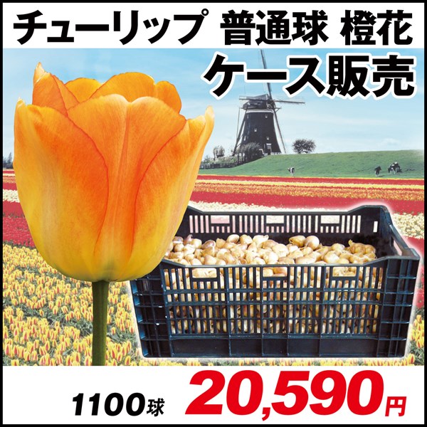 チューリップ 球根 普通球 橙花 ケース販売 1100球 チューリップの球根 約 関東以南の暖地では