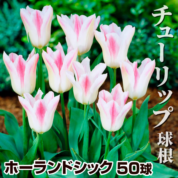 チューリップ 球根 ホーランドシック 50球 / チューリップの球根 : 花