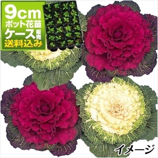 牡丹名鑑 （350種以上にのぼる品種を写真で解説） Amazon | セール！貴重な白牡丹の花の種鉢植えの花盆栽植物の