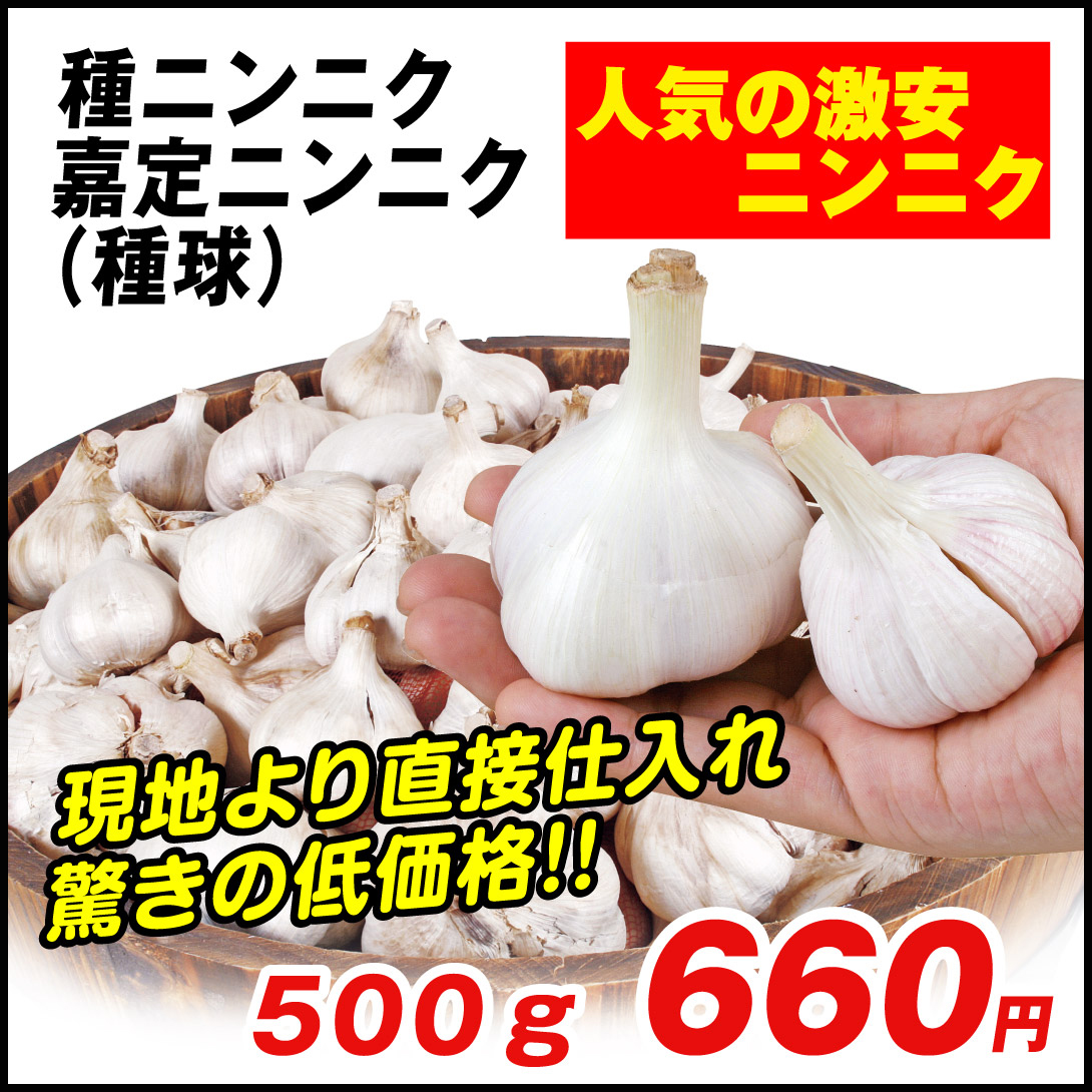 ニンニク 種球 嘉定ニンニク ( 種球 ) ( 中国産 ) 500g / にんにくの種