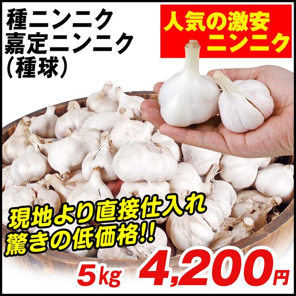 ニンニク 種球 嘉定ニンニク ( 種球 ) ( 中国産 ) 5kg / にんにくの種