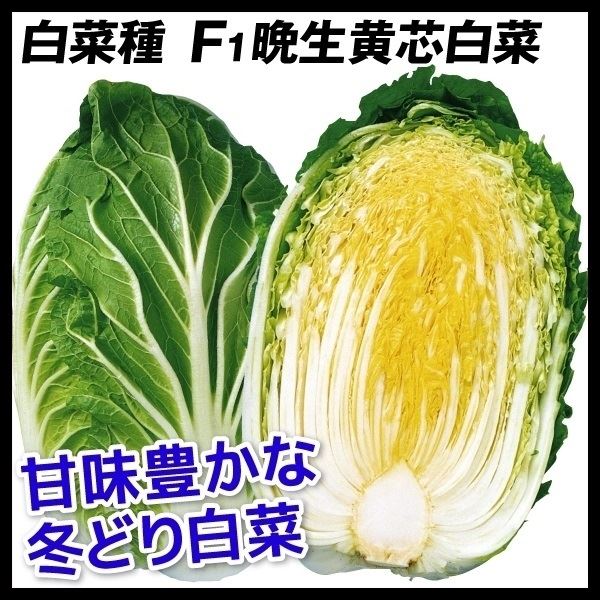 種 野菜たね ハクサイ F1晩生黄芯白菜 1袋（2ml） はくさい 白菜 やさいたね タネ 国華園 こっかえん