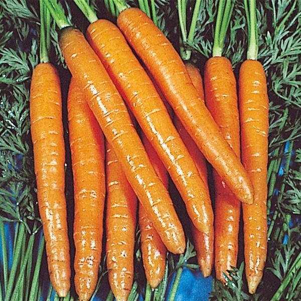 種 野菜たね ニンジン スイートキャロット 1袋（5ml） 人参 野菜の種 国華園