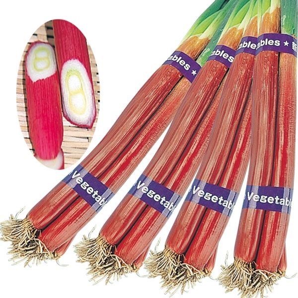 種 野菜たね ネギ 赤根深葱 1袋（8ml） 葱 野菜の種 国華園 : 花と緑