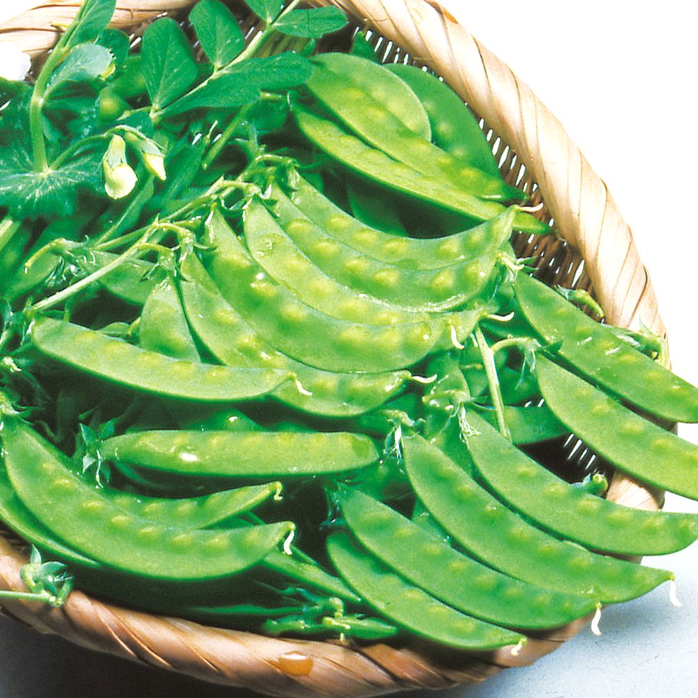 国華園 種 野菜たね マメ キヌサヤ 極甘きぬさや 1袋（15ml） 豆 絹莢