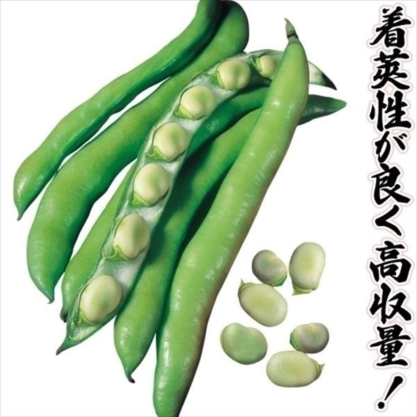 種 野菜たね ヨーロッパ野菜 ソラマメ イタリアンファーべ 1袋（25ml） 豆 空豆 蚕豆 野菜の種 国華園 | 