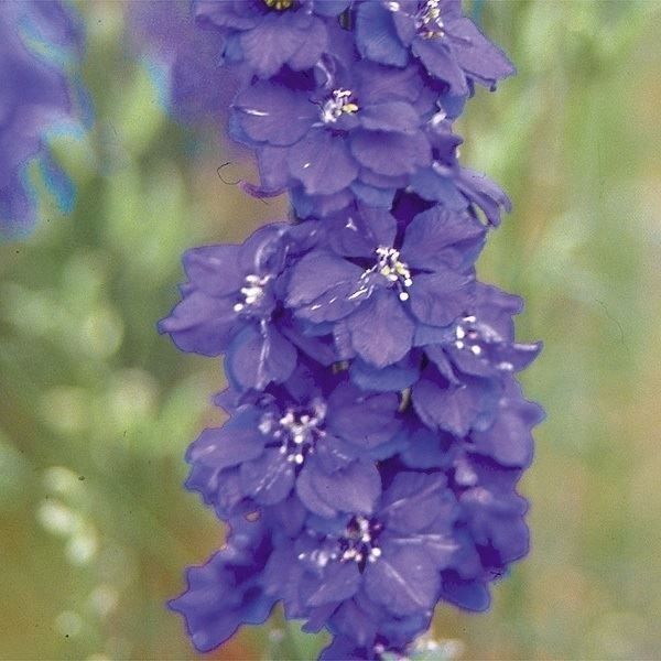 国華園 種 花たね 千鳥草 青花 1袋(200mg) / 花の種 通販 花種 はな