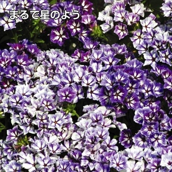 種 花たね 切花向き フロックス シュガースター 1袋(200mg) / 花のたね 花の種 花種