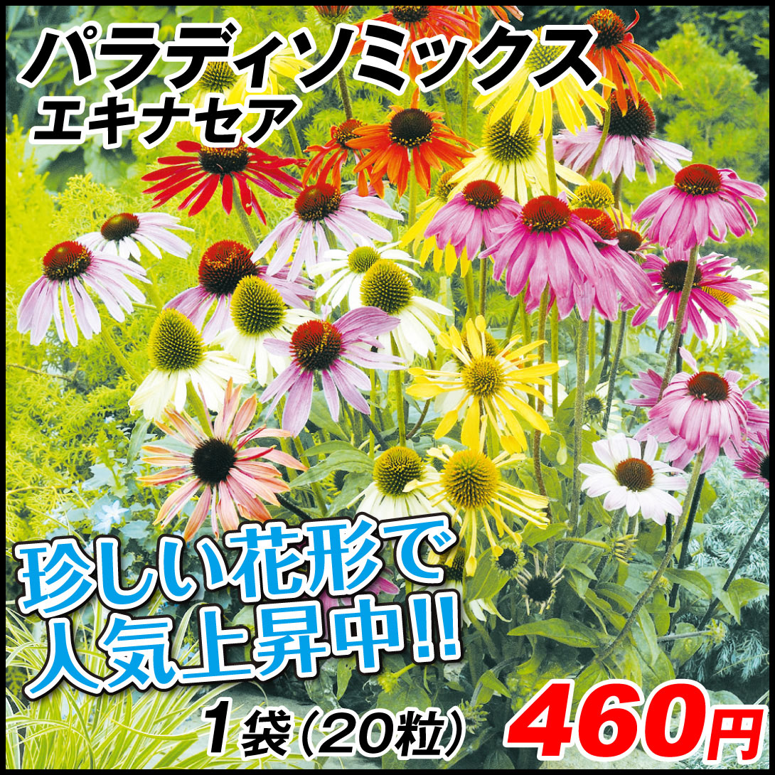 (税込) 最先端 エキナセア 種 切花向き多年草 パラディソミックス 1袋 20粒 エキナセアの花 エキナセアの種 ムラサキバレンギク 花たね 花の種 タネ 国華園 kentaro.sakura.ne.jp kentaro.sakura.ne.jp