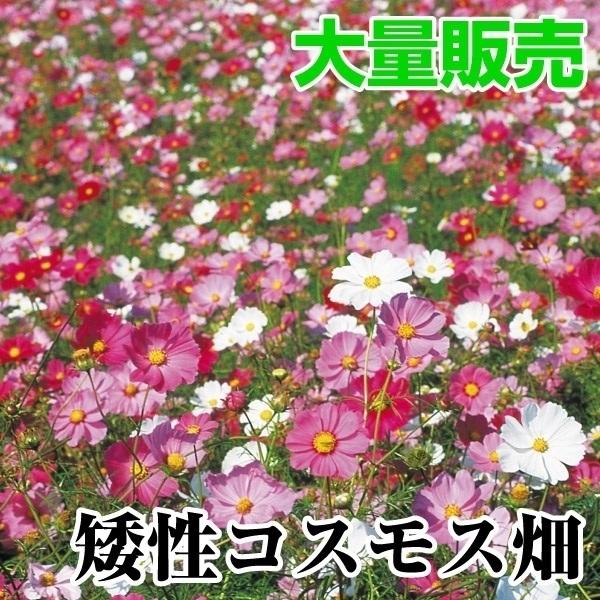 種 花たね 大量たね 矮性コスモス畑 1袋(100g)