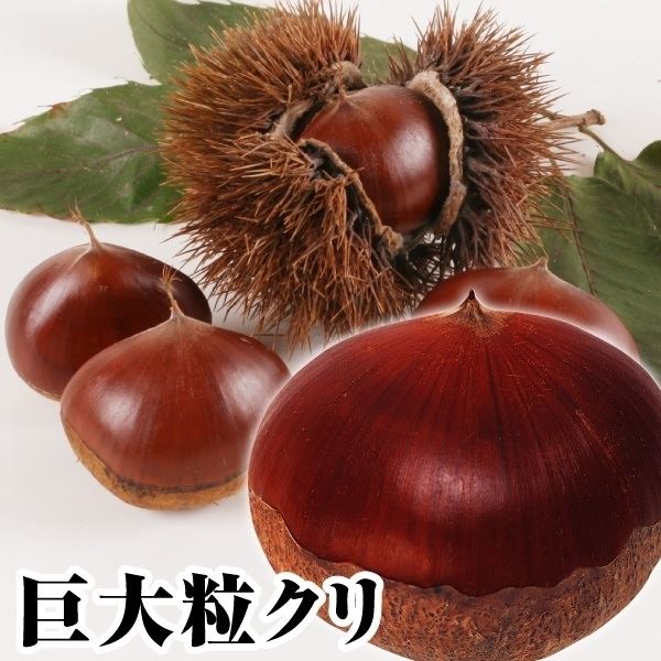 【SALE／92%OFF】 セール品 栗 苗木 苗 武蔵 1株 くり苗 栗の木 果樹苗 国華園 kentaro.sakura.ne.jp kentaro.sakura.ne.jp