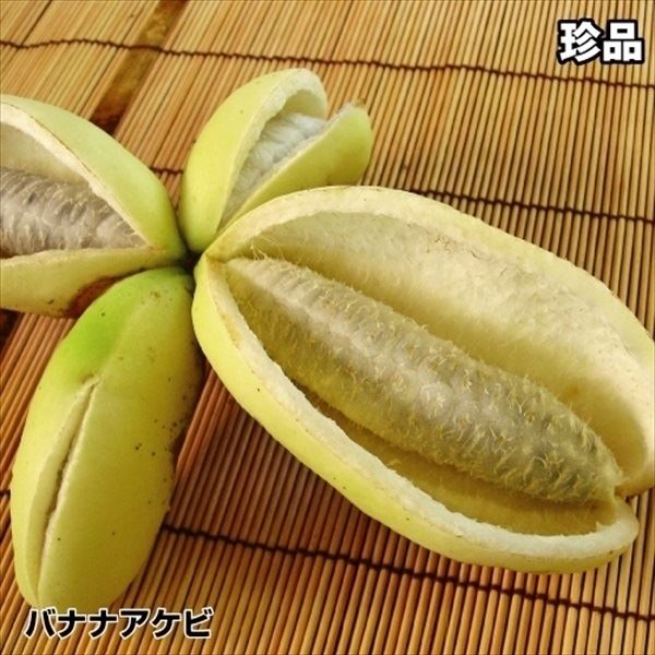 果樹苗 アケビ バナナアケビ 1株｜kokkaen
