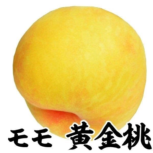 果樹の苗、苗木（果樹種類：桃）｜苗木、植木｜花、ガーデニング 通販