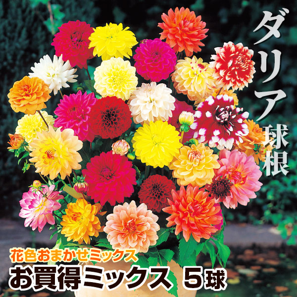 ダリア球根お楽しみ20球セット② 堅実な究極の - 花