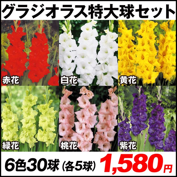 ミニグラジオラス 薄ピンク色のお花 球根 7個 植物 | pronavicola.com