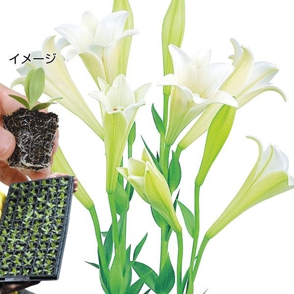 プラグ花苗_中咲新鉄砲ユリ